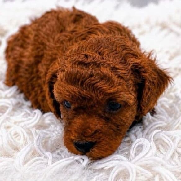 Destiny  - Toy Poodle Female