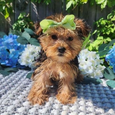 Lola - Yorkshire Terrier Female
