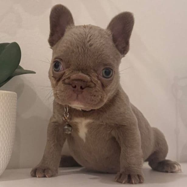  Chanel - French Bulldog Female