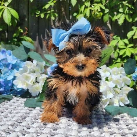 Kiki - Yorkshire Terrier Female