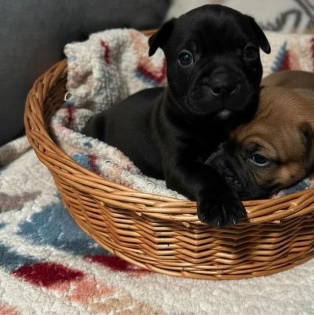 Keno - Frenchton Male