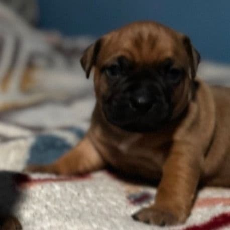 Ace - Frenchton Male