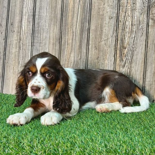 Aries - Cavalier King Charles Spaniel Male
