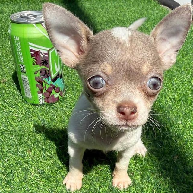 Teacup Teeny - Chihuahua Female