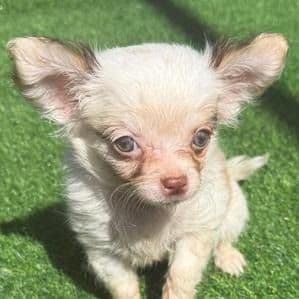 Boomer - Chihuahua Female