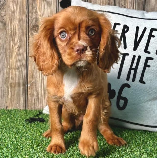 Amos - Cavalier King Charles Spaniel Male