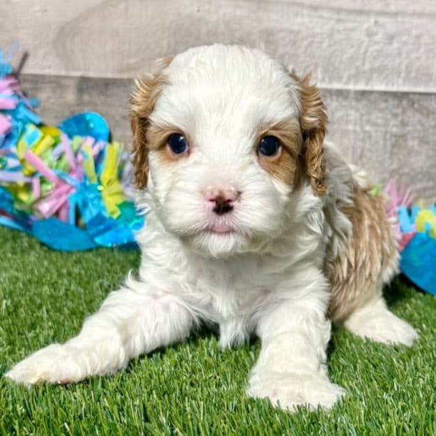 Cody - Cavapoo Male