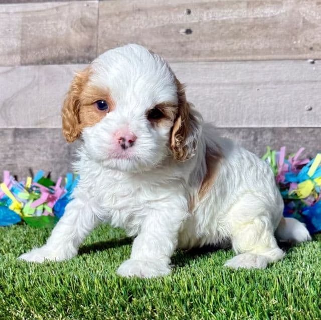 Chase - Cavapoo Male