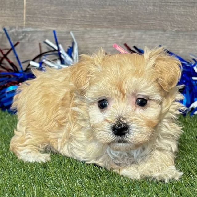 Miles - Maltipoo Male