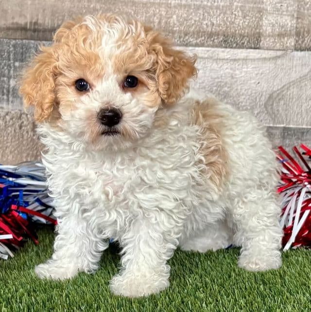 Piper - Toy Poodle Female