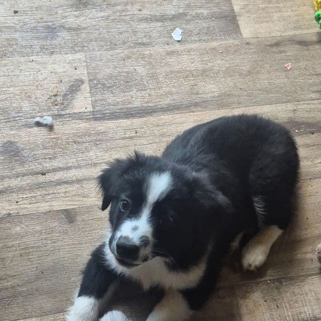 Mounds - Australian Shepherd Male