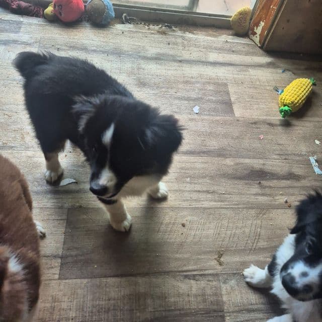 Snickers - Miniature American Shepherd (Mini Aussie) Female
