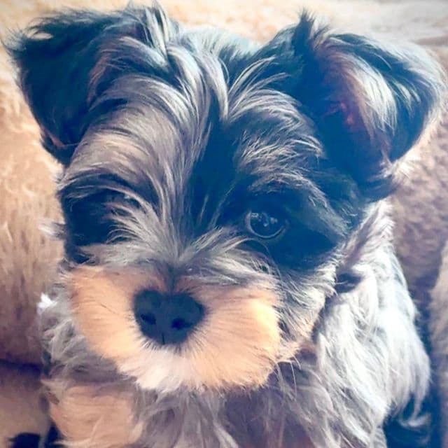 Prince Jr - Yorkshire Terrier Male