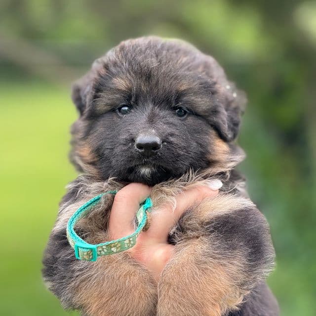 Yoshi - German Shepherd Dog Male