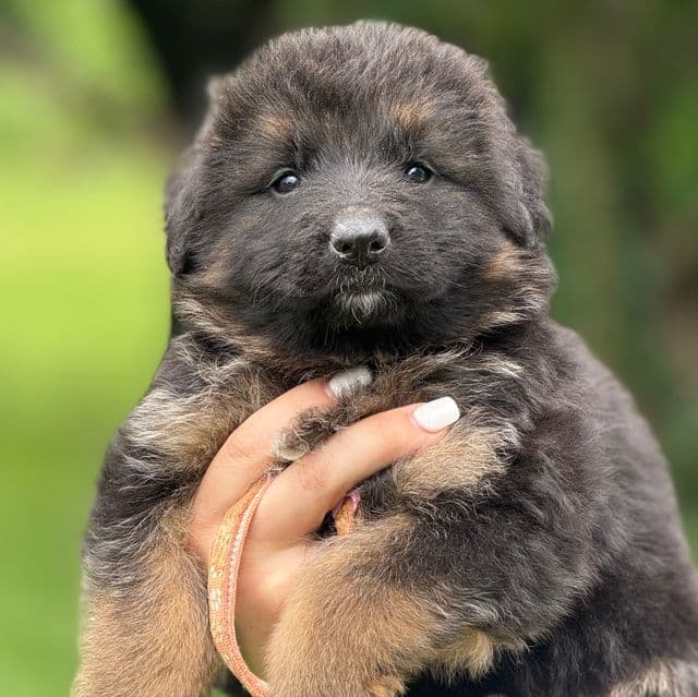 Yeska - German Shepherd Dog Female