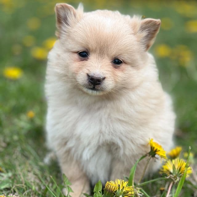 Pumpkin - Pomeranian Female