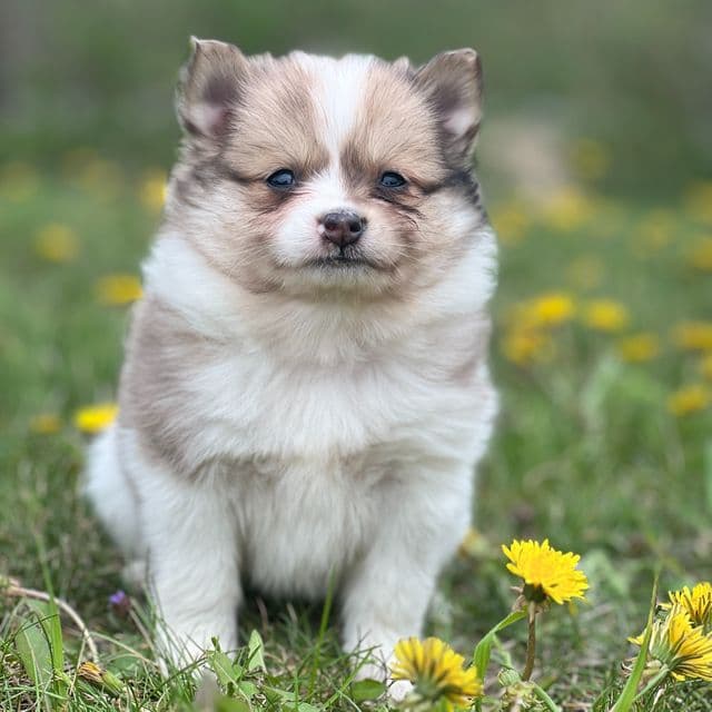 Puffy - Pomeranian Male