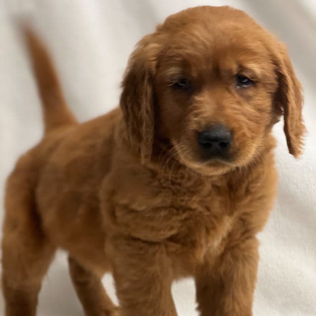 Jerry - Golden Retriever Male