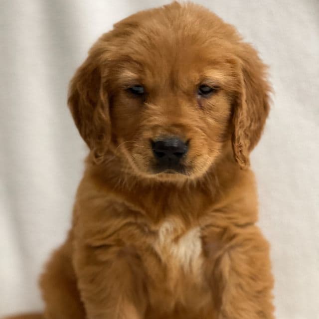 John - Golden Retriever Male
