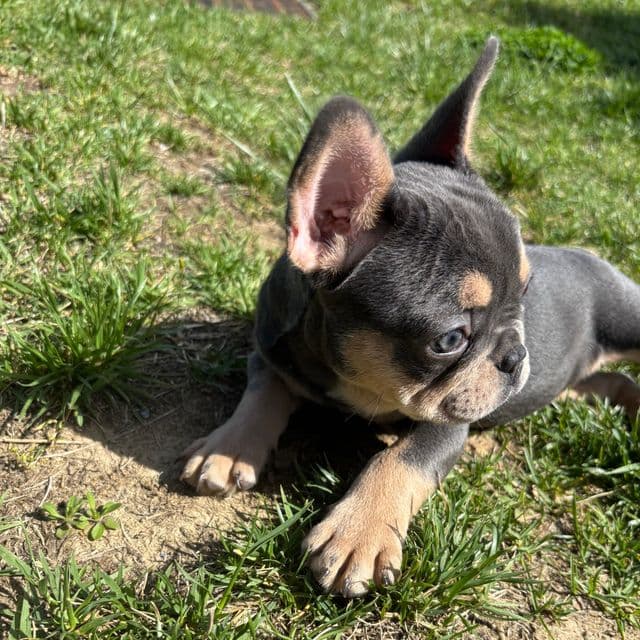 BROOKLYN - French Bulldog Female
