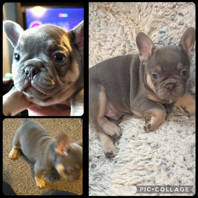 Pierre - French Bulldog Male