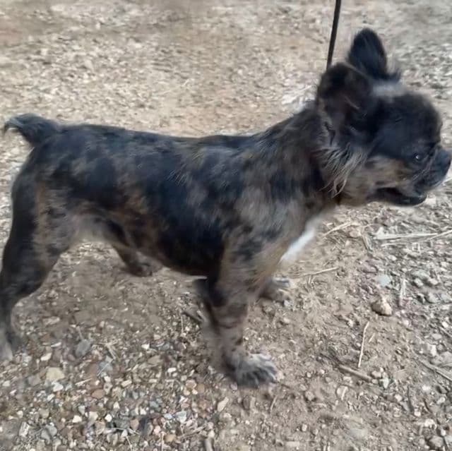 Pebbles  - French Bulldog Female