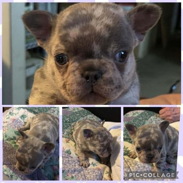 Violetta - French Bulldog Female