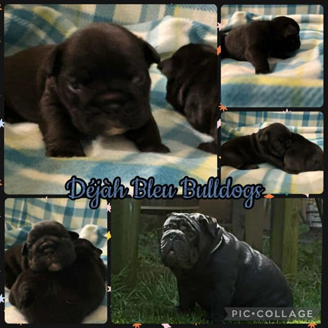 Toast - English Bulldog Male