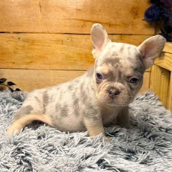 Tyson - French Bulldog Male