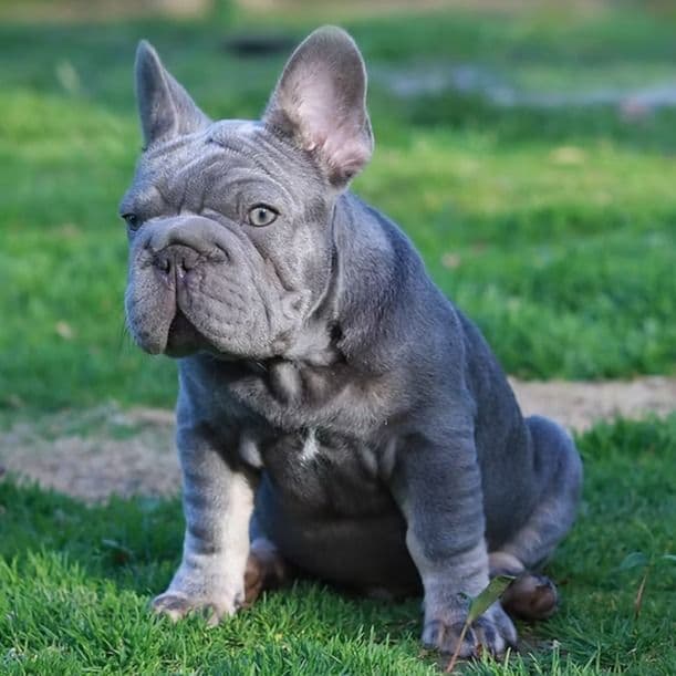 RALF - French Bulldog Male