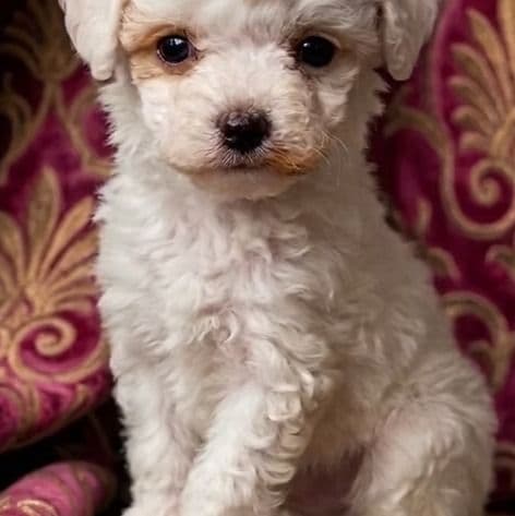 Cavapoo - Cavapoo Female