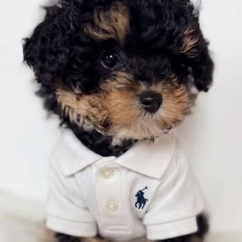  Jag - Toy Poodle Male