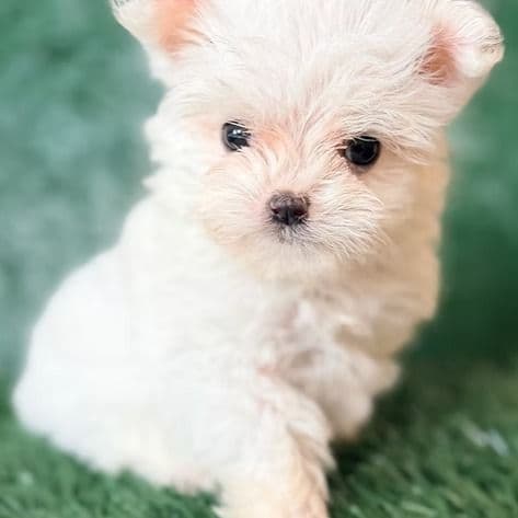 Bolt - Maltese Male