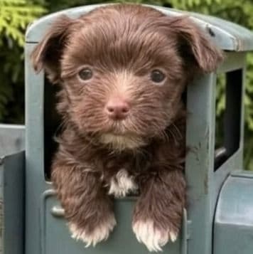  Noah - Yorkshire Terrier Male