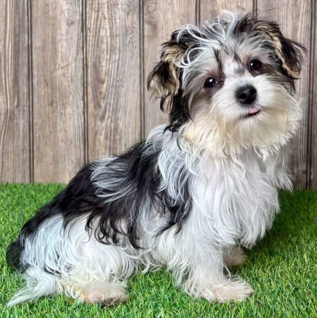 Weston - Morkie Male