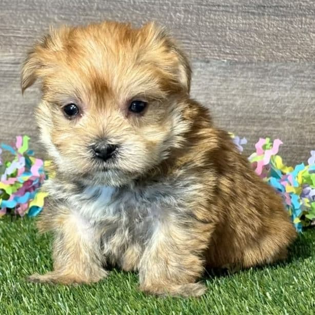 Harvey - Morkie Male