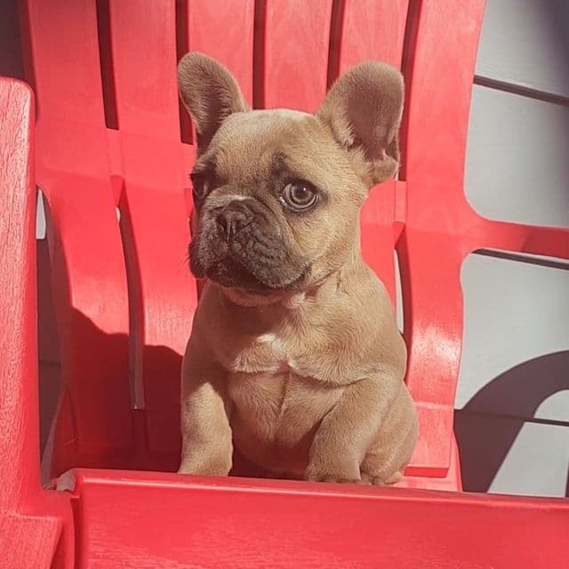 Bianca - French Bulldog Female