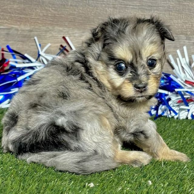 Olivia - Pomapoo Female