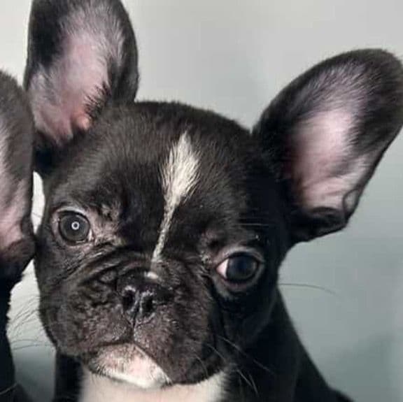 Pepe - French Bulldog Female