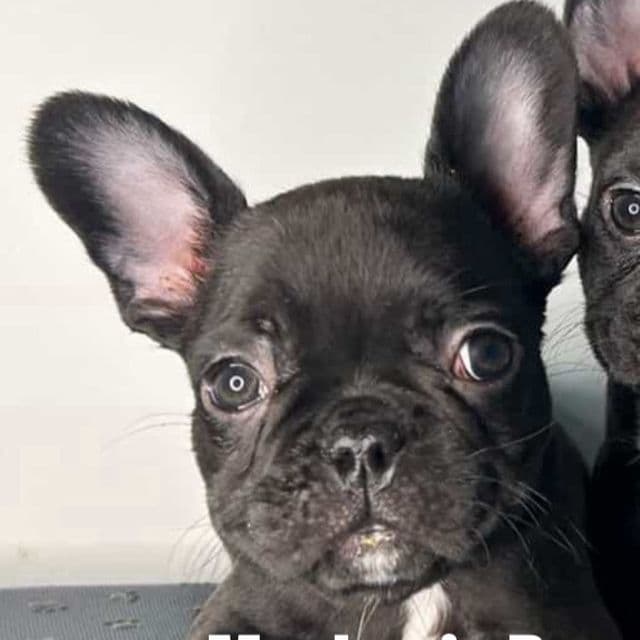 Le Pew - French Bulldog Male