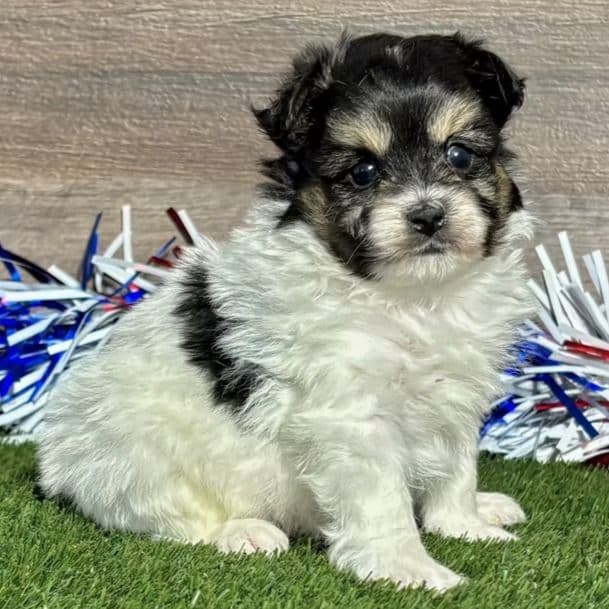Otto - Pomapoo Male