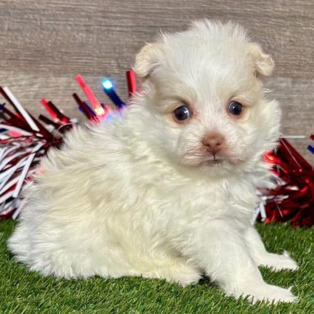 Oaklyn - Pomapoo Female