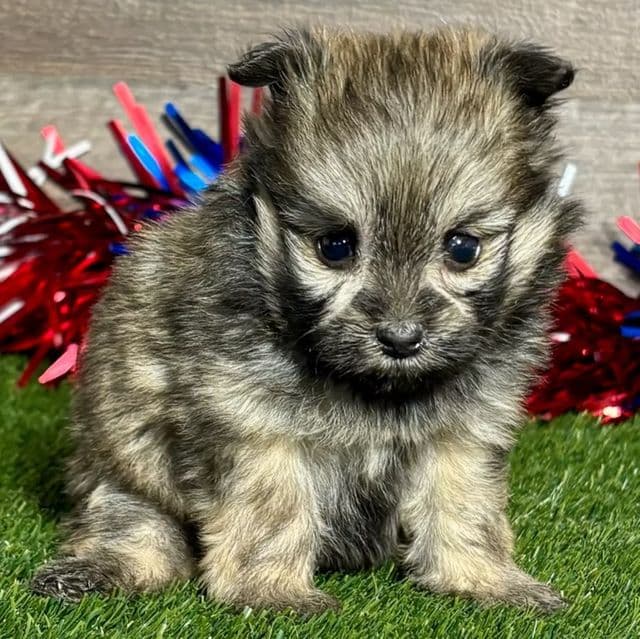 Opel - Pomapoo Female