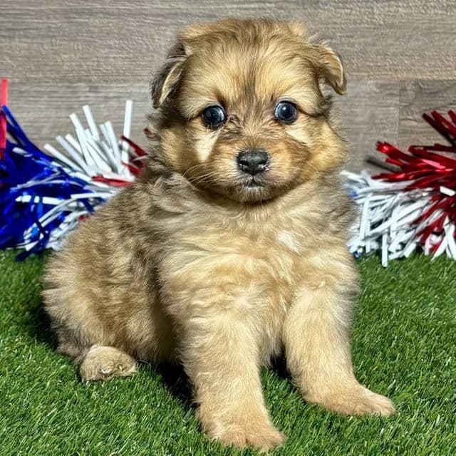 Oliver - Pomapoo Male