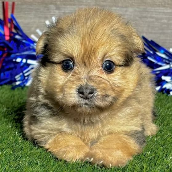 Oscar - Pomapoo Male