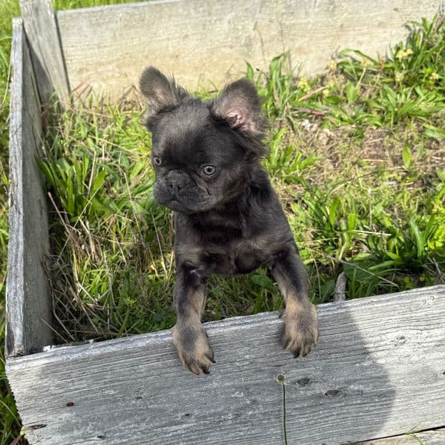 Fluffy Faye - French Bulldog Female