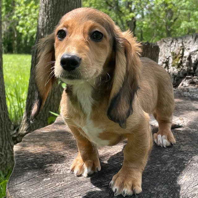 Elsa - Dachshund Female