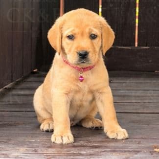 peaches  - Labrador Retriever Female