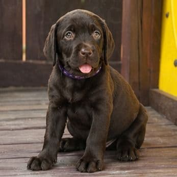 Sassy - Labrador Retriever Female