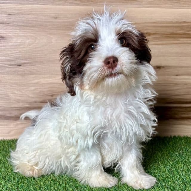 Edgar - Havapoo Male